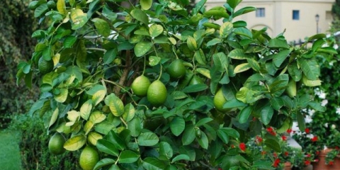 Za šta je vapno korisno i šta se sa njim može uraditi